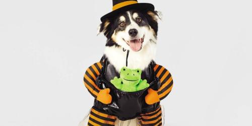 Target Pet Costumes & Clothing from $3.83 (You HAVE to See Our Top Pick!)