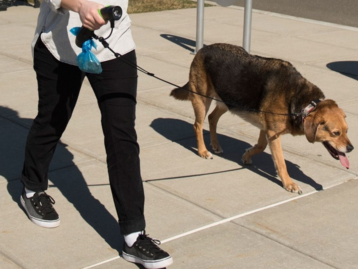 person walking dog using the I'm Gismo Dog Leash System