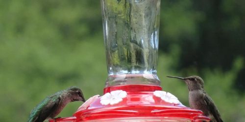 Hummingbird Feeder Only $6.99 on Amazon (Regularly $19) | Awesome Reviews