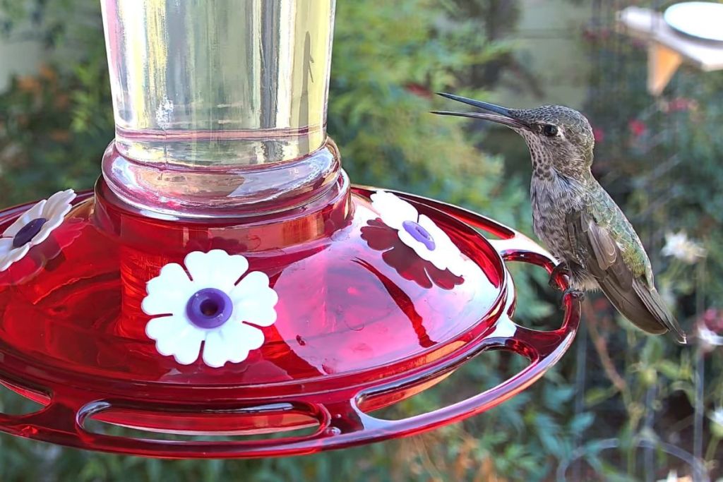 Hummingbirds on a Feeder