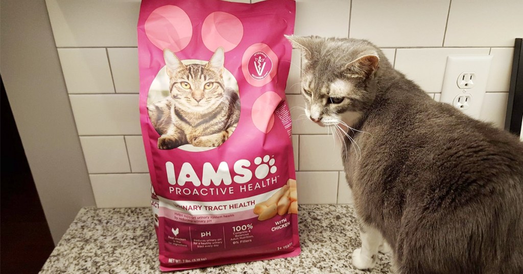 cat with iams cat food