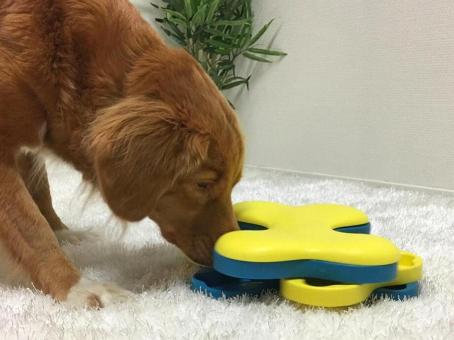 puppy moving treat puzzle on floor