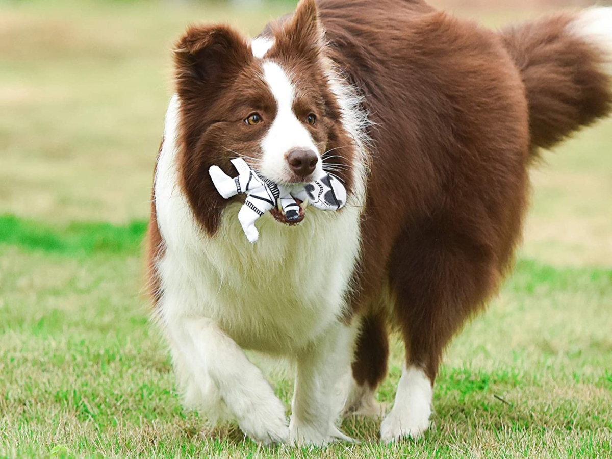 Star Wars Dog Toys from 5.69 on Amazon (Regularly 9) Hip2Save