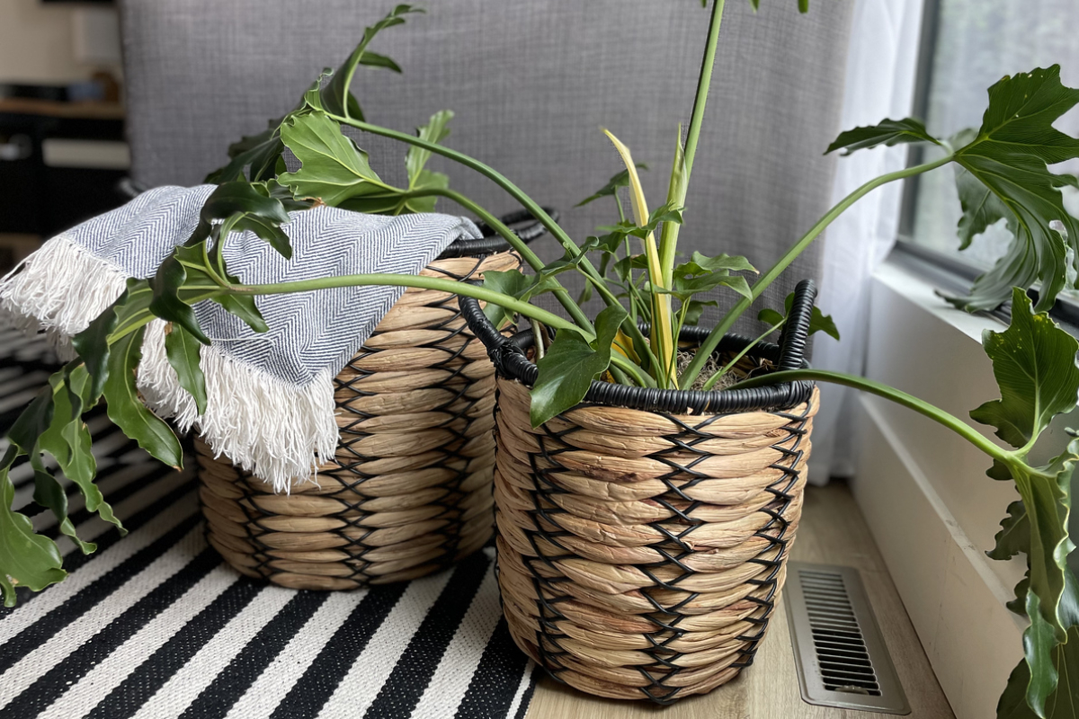 Pflanzen und Decken in verschiedenen Pflanzgefäßen für bessere Häuser und Gärten auf einem schwarz-weiß gestreiften Teppich