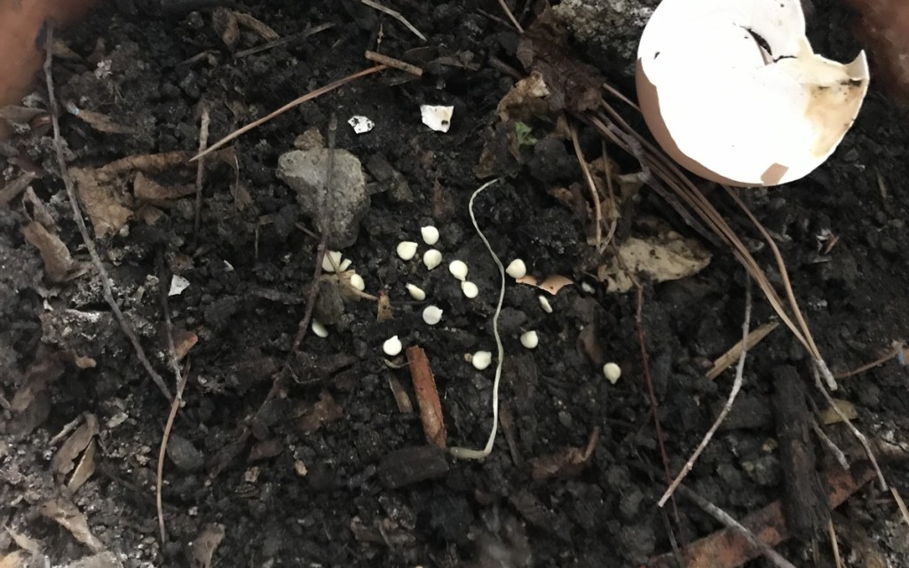 bell pepper seeds in soil