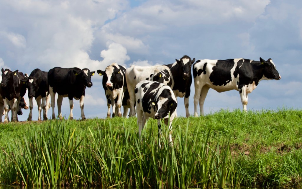 cows on grass