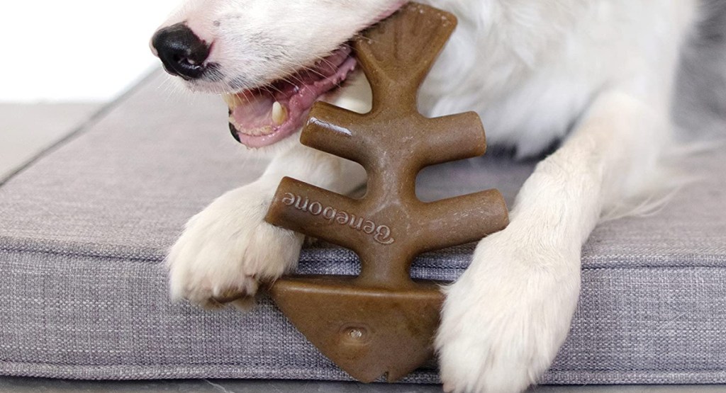 dog chewing on Benebone Fishbone Durable Dog Chew Toy