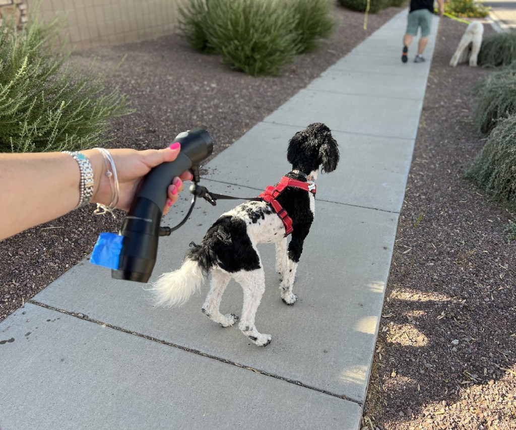 woman walking dog with a gismo dog leash