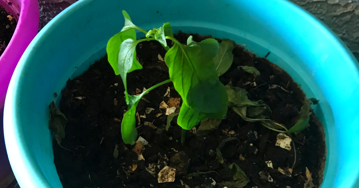 This Reader Grows Her Own Veggies Without Buying Seeds!