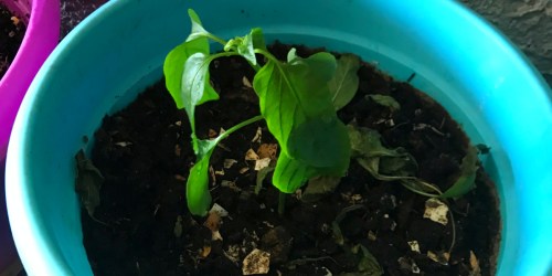 This Reader Grows Her Own Veggies Without Buying Seeds!