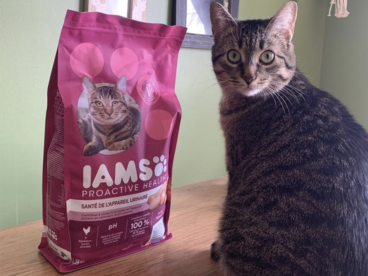 cat with iams cat food
