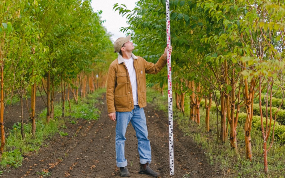 man outside with a measuring stick who is tall enough for one of the unusual and obscure scholarships for men above 6 feet 2 inches