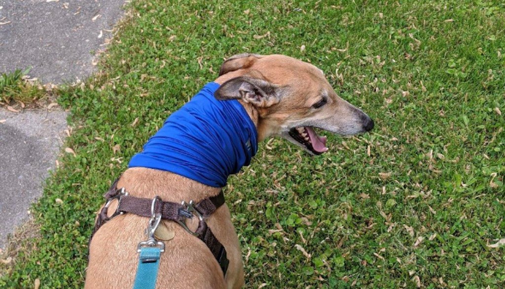 dog walking on leash with blue gaiter around neck