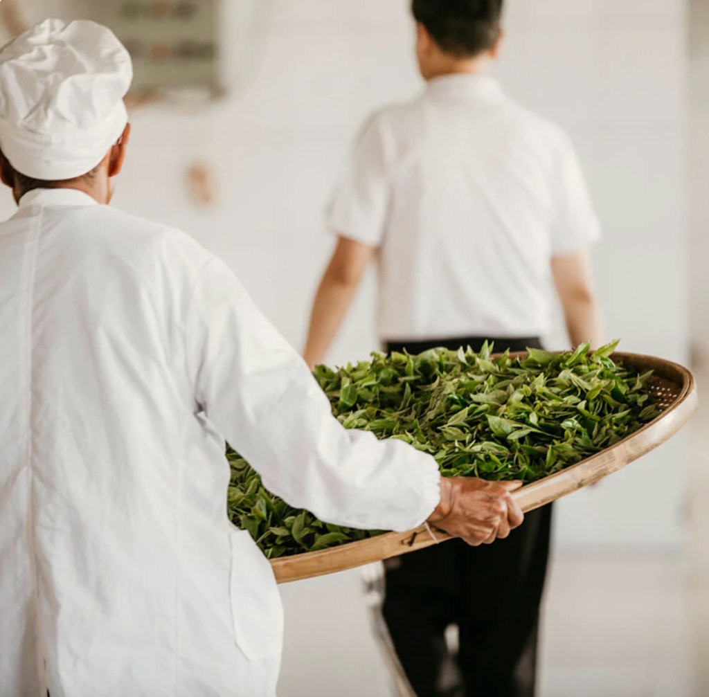 man carrying large wooden board of green tea leaves in white chef outfit