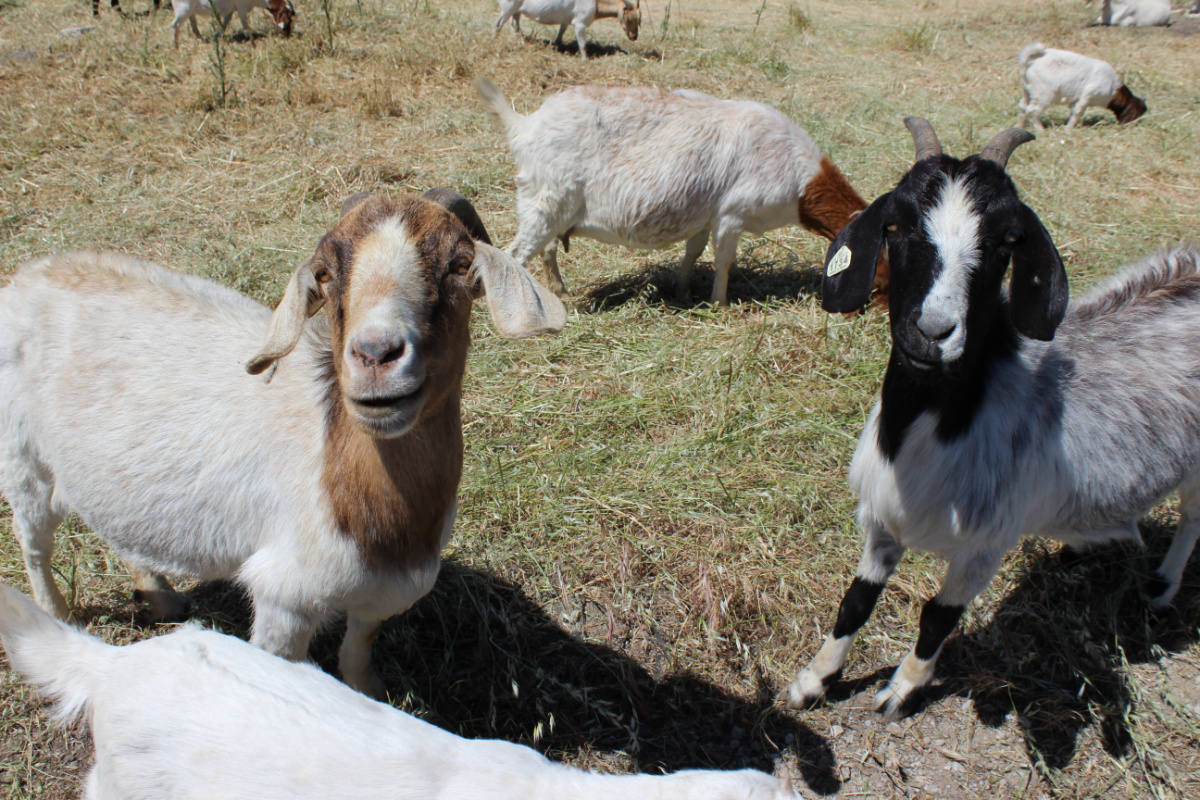 Start a rental business renting out goats through RentAGoat who loaned these goats seen here eating grass