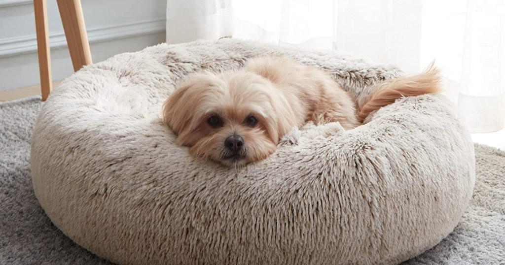 small dog on tan donut bed