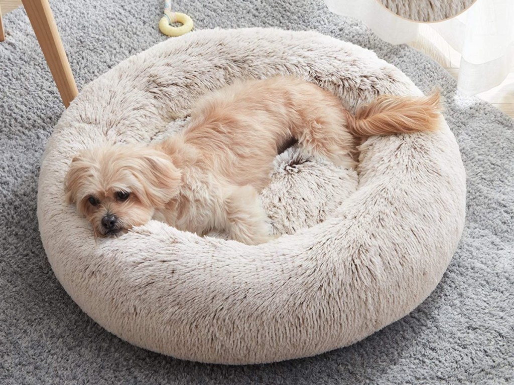 dog lying on beige bed