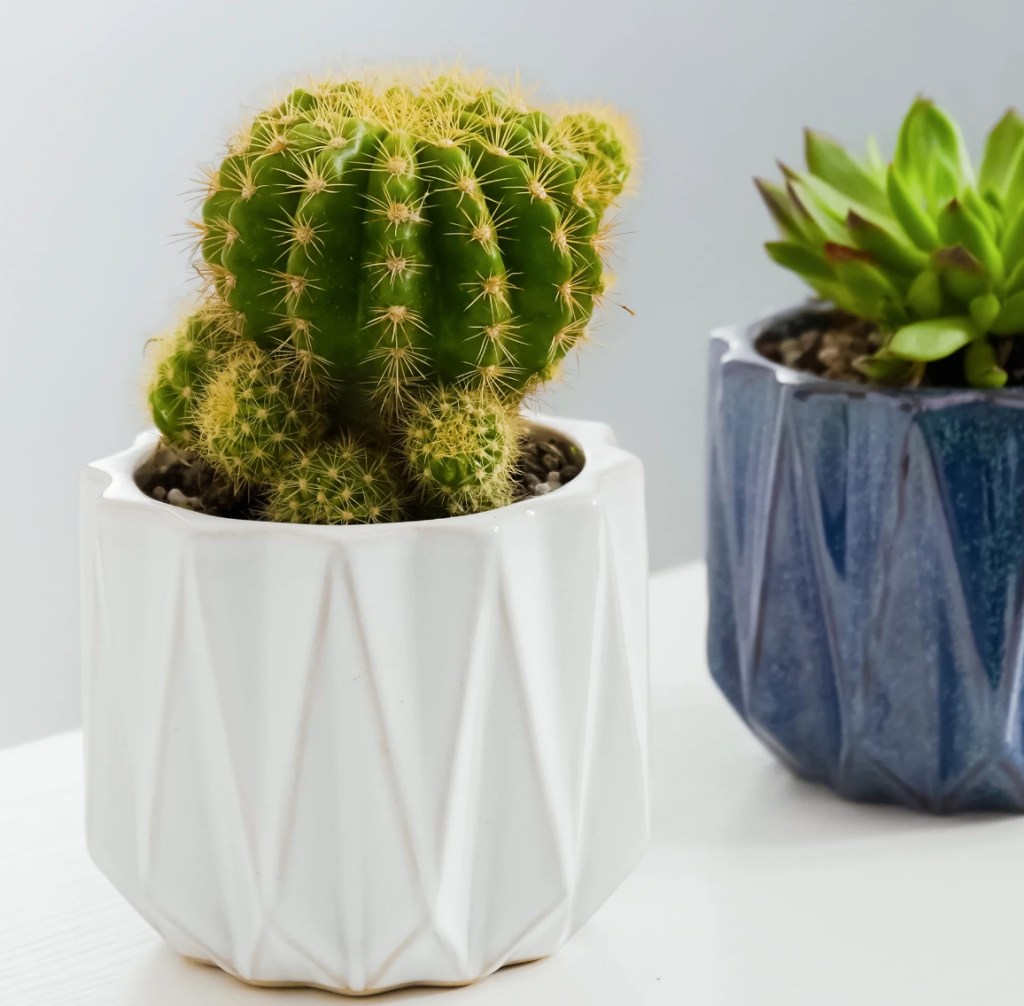 A white planter with a cactus in it and a blue planter with a succulent in it sitting on a table.