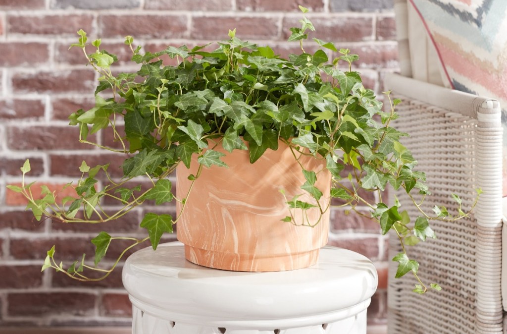planter sitting on a table with an ivy plant in it