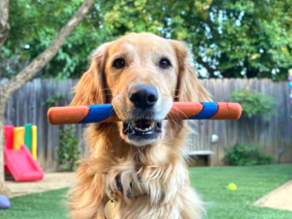 Fetch Sticks Chuckit Air Fetch Stick Dog Toy Only $4.37 on Amazon (Reg. $15) | Hip2Save