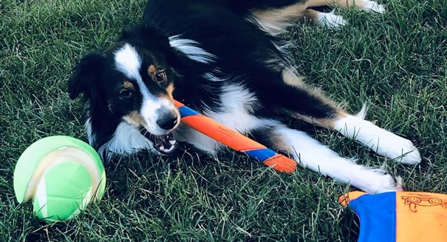 Up to 70% Off ChuckIt Dog Toys on Amazon | Highly-Rated Fetch Stick Only $3.52