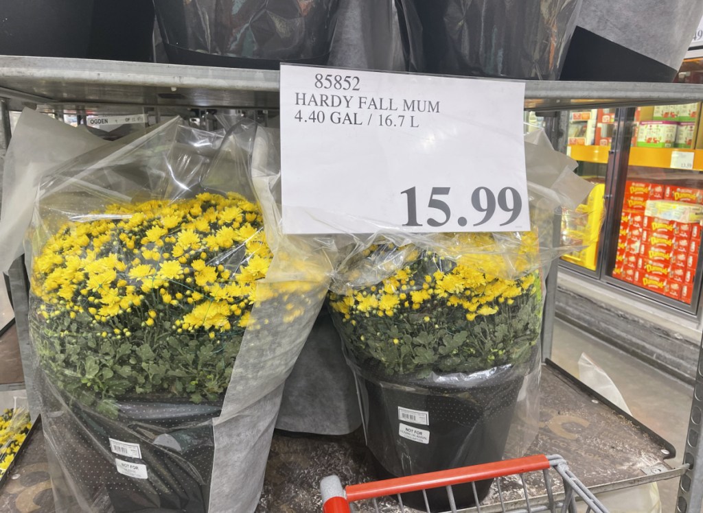 Costco Has Fall Mums for Only 15.99 + More Live Plants