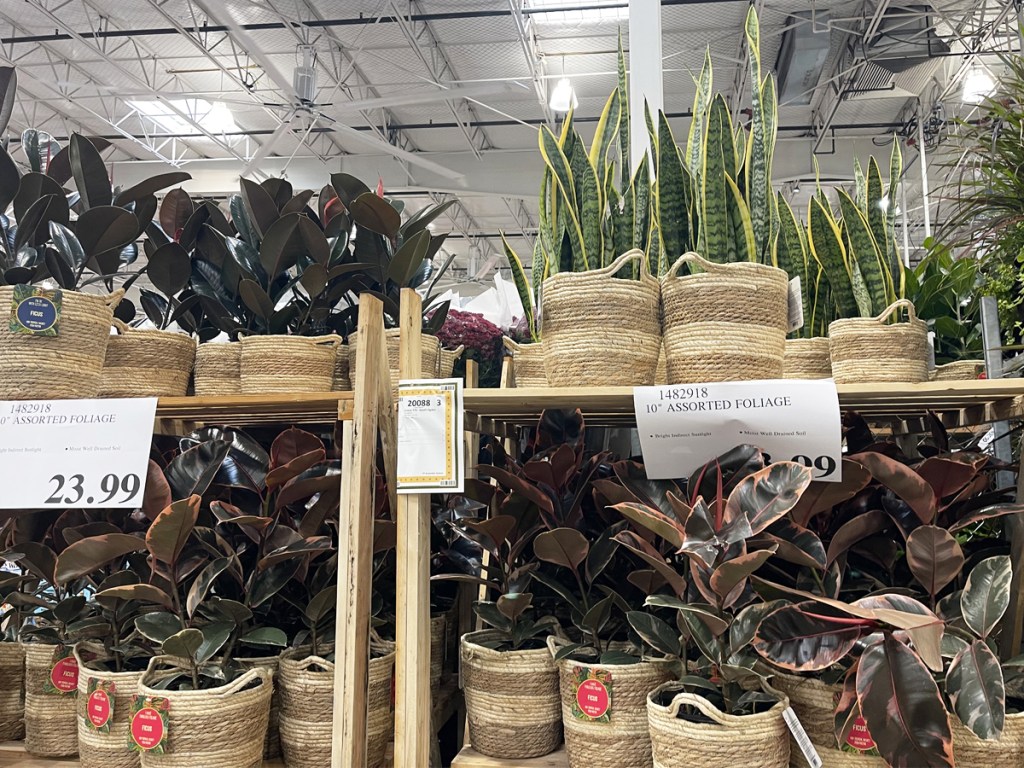 Costco 10" Live Plants in Baskets Just 23.99 (Monstera, Ficus, & More)