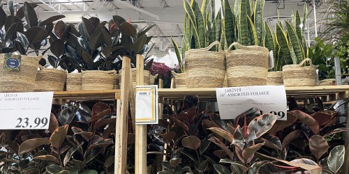 Costco 10″ Live Plants in Baskets Just $23.99 (Monstera, Ficus, & More)
