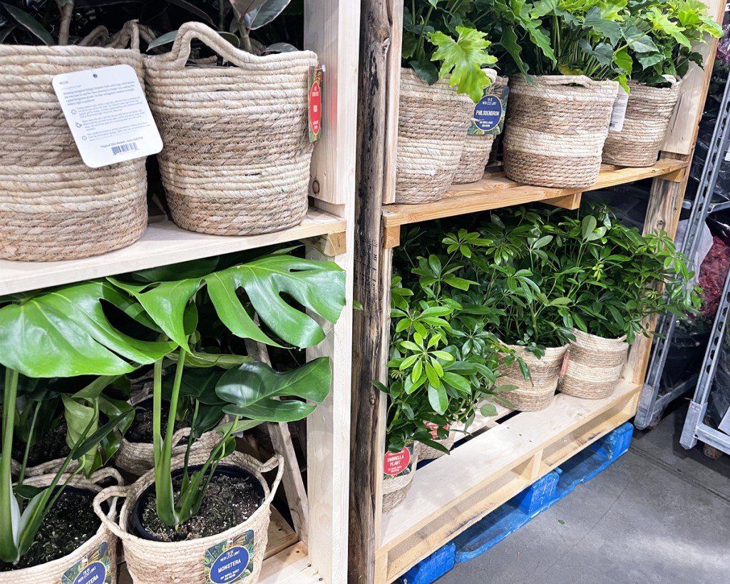 Costco 10" Live Plants in Baskets Just 23.99 (Monstera, Ficus, & More)
