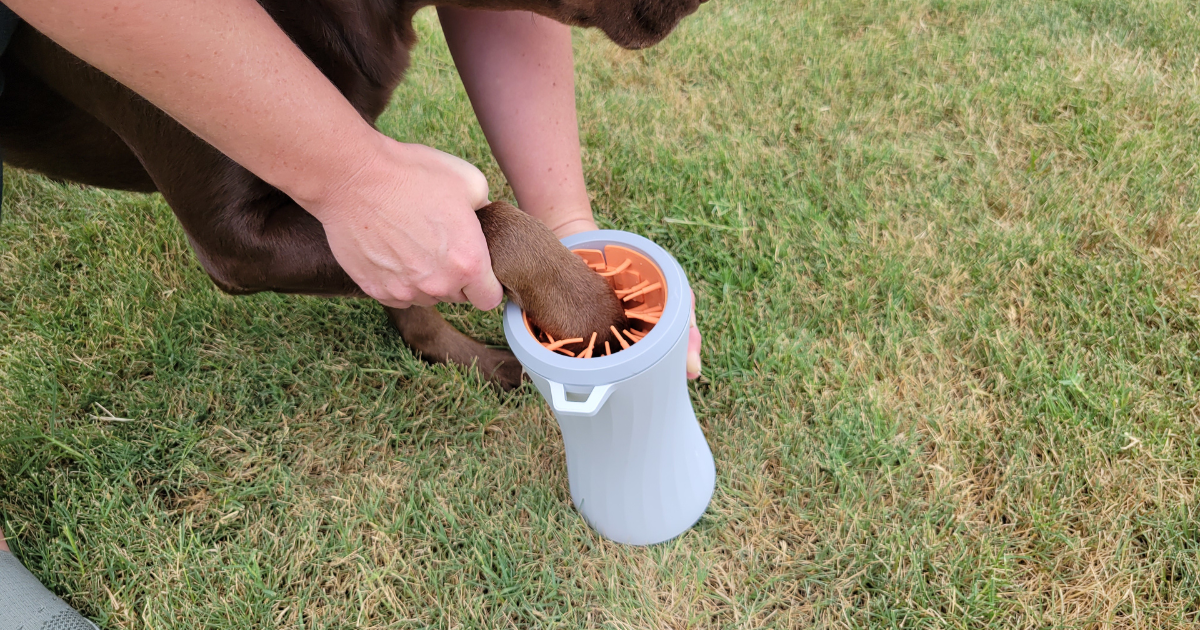 person putting dog paw in paw cleaner