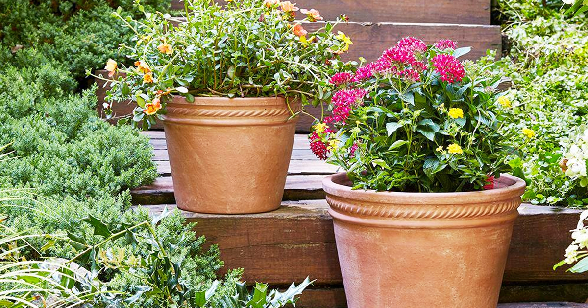 2 plants in gold terracotta planters on wood steps