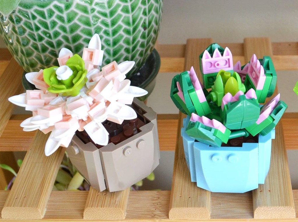 Succulent Building Block Sets on wood shelf