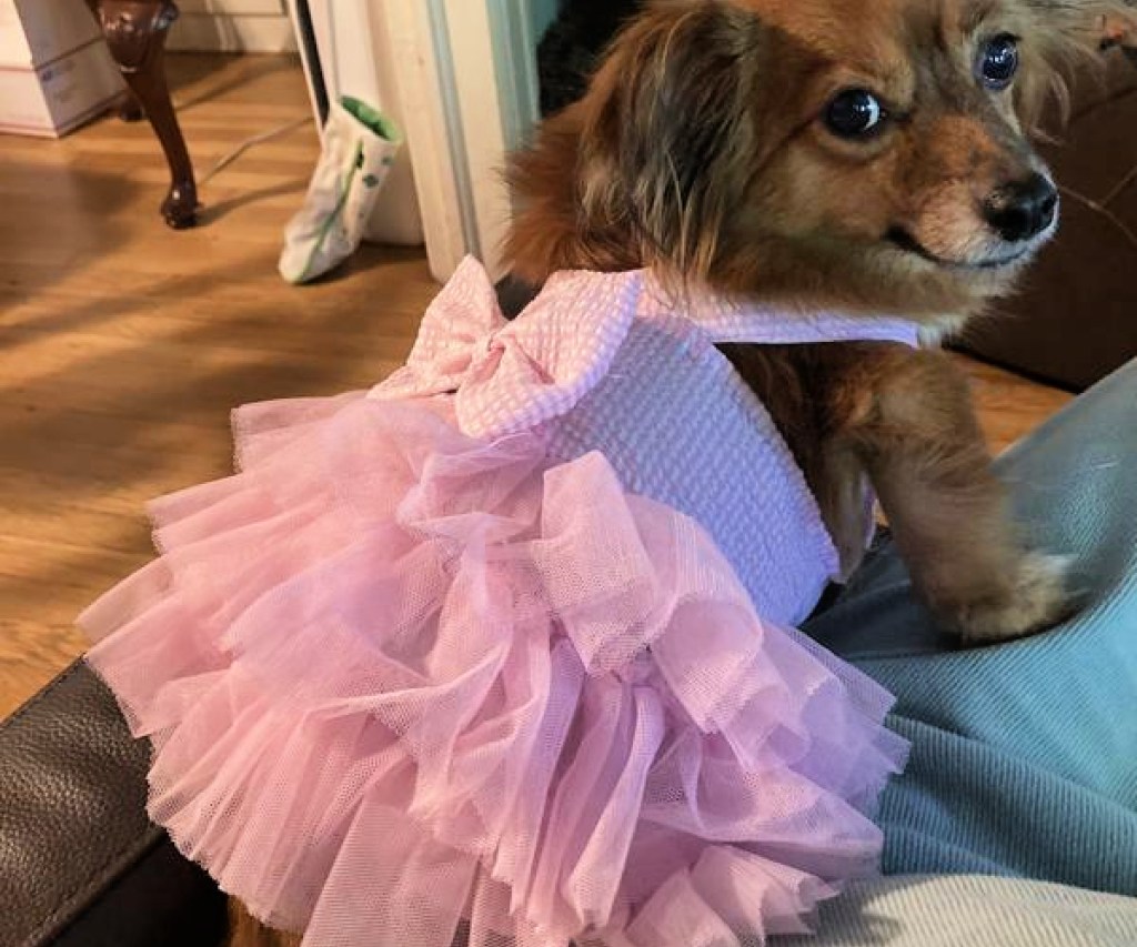 small brown dog wearing a Woof Seersucker Dog Dress