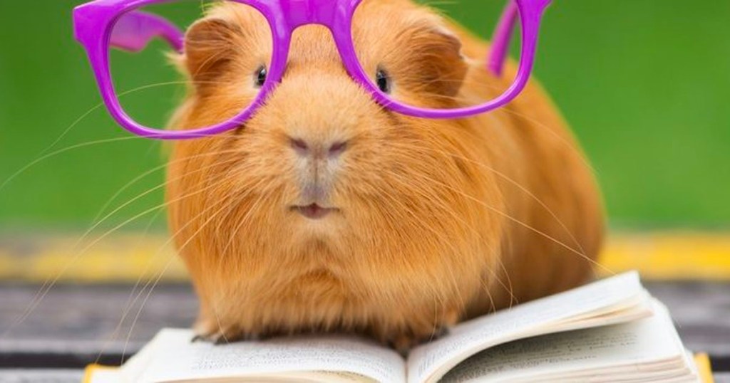 Guinea Pig with purple glasses