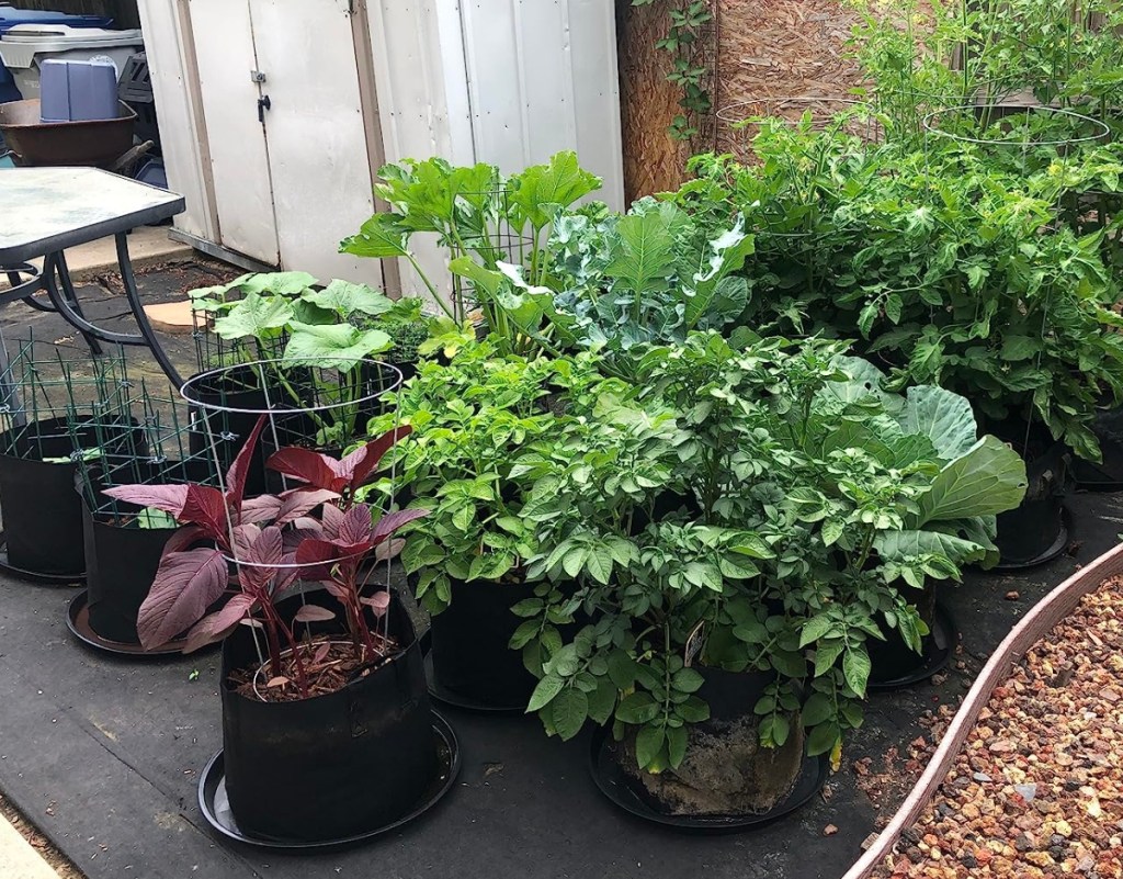 Group of fabric plant bags with plants in them