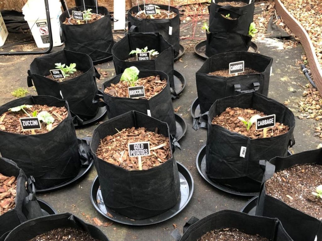 Rows of plant grow bags with plants in them