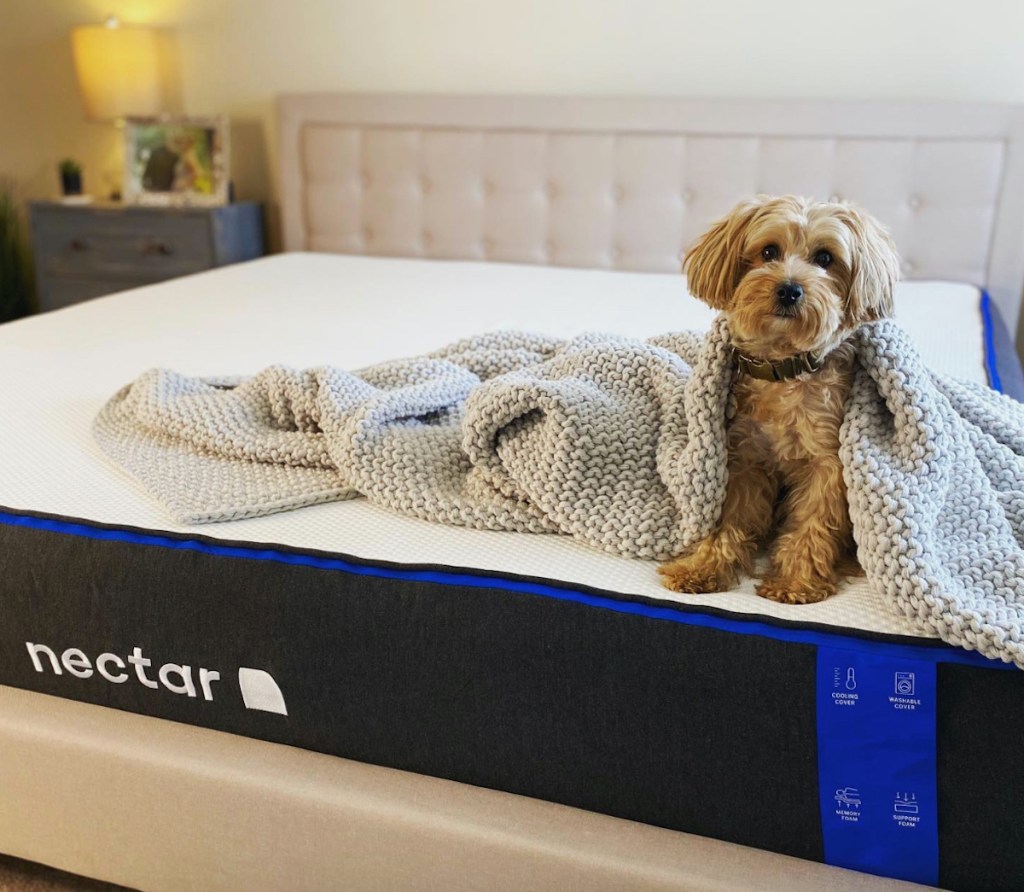 dog sitting on nectar cooling mattress