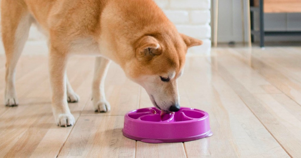 dog eating out of purple outward hound food bowl