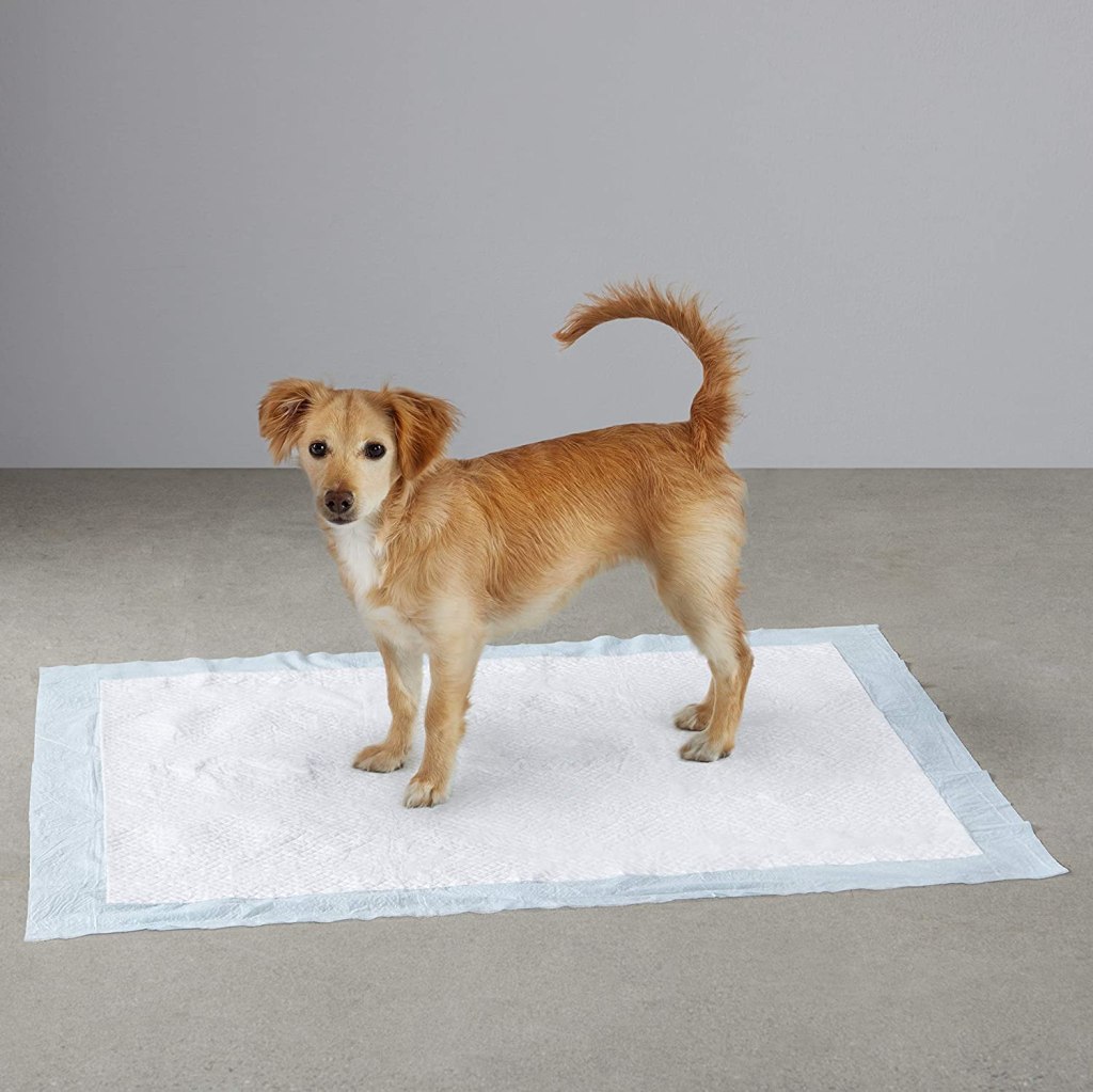 Amazon Basics Dog & Puppy Pee Pads 60Pack Just 14.45 Shipped (Over