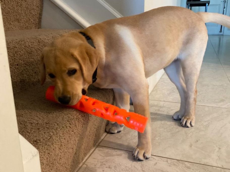dog with Chuckit! Air Fetch Stick Dog Toy in his mouth holding it on the stairs
