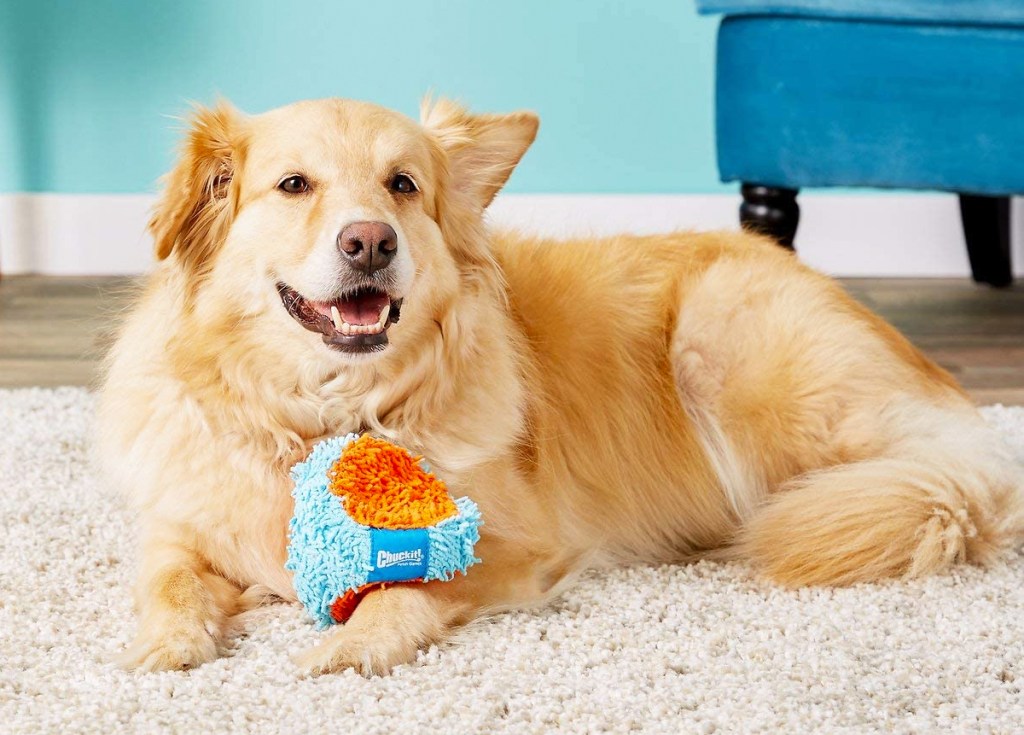 dog laying on floor with toy