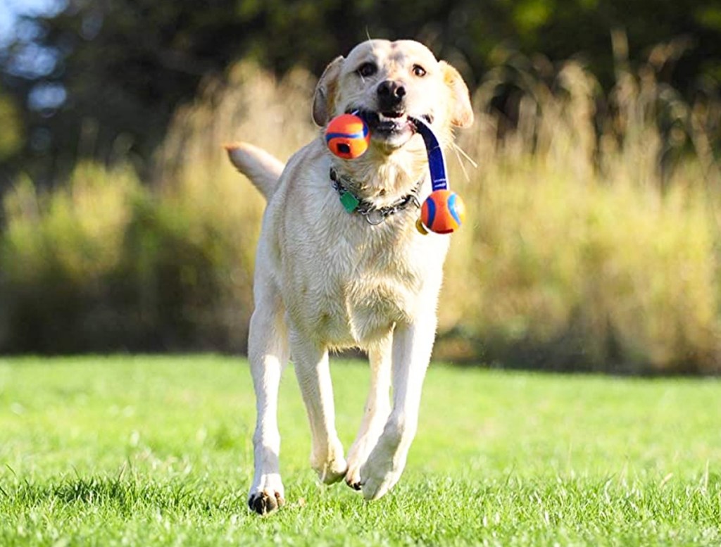 dog running with toy in mouth