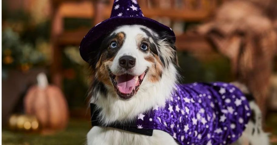 white dog wearing purple witch costume