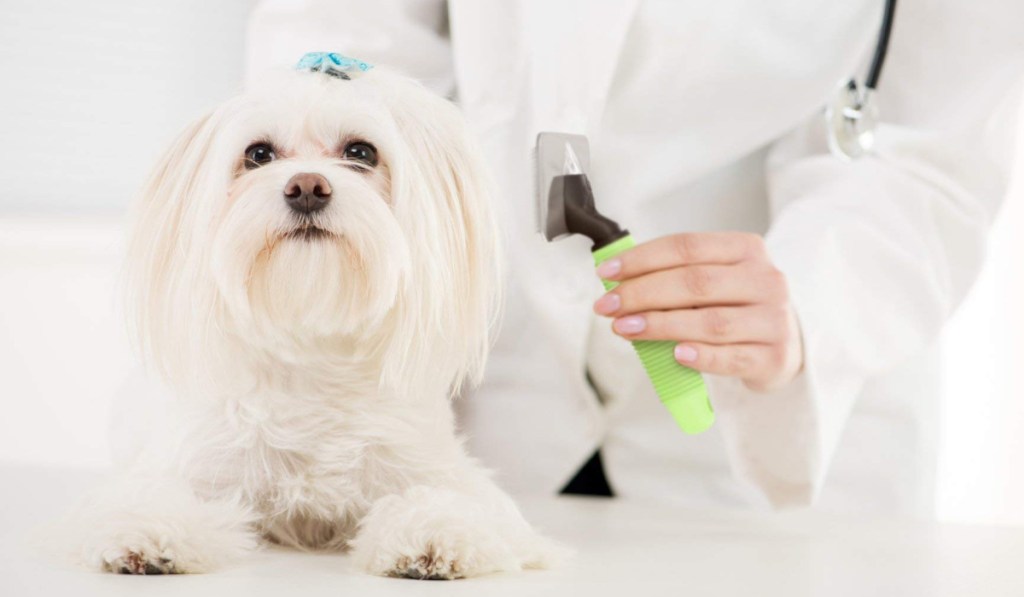 veterinarian grooming dog with hair tool