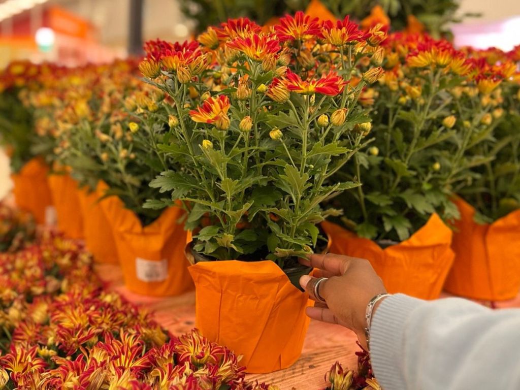 Live Fall Mums Only 5.39 at Target (Regularly 9) + More Cute Options