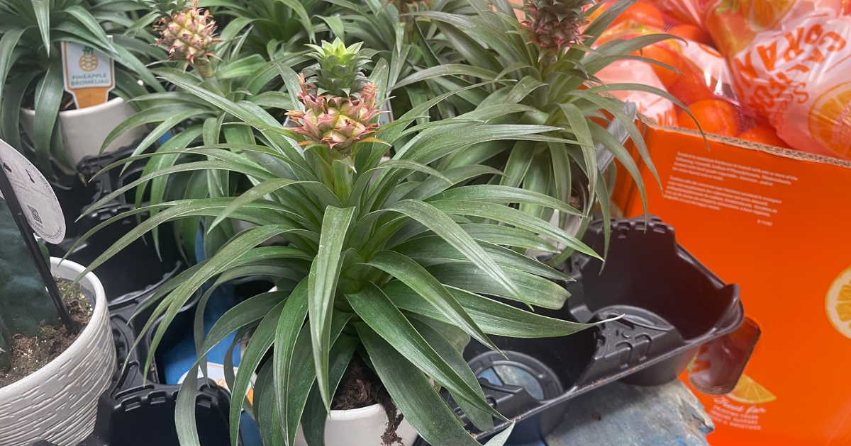 The Popular Pineapple Plants Are Back at Sam’s Club & JUST $15.98!