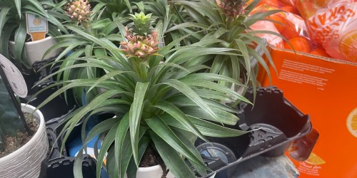 The Popular Pineapple Plants Are Back at Sam’s Club & JUST $15.98!