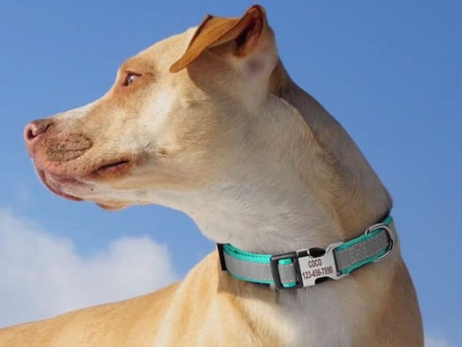 Suncliff-Reflective-Engraved-Personalized-Dog-Collar خصم 50% على أطواق الكلاب العاكسة المخصصة على أمازون | الأسعار تبدأ من 5.49 دولارًا أمريكيًا تم شحنها!