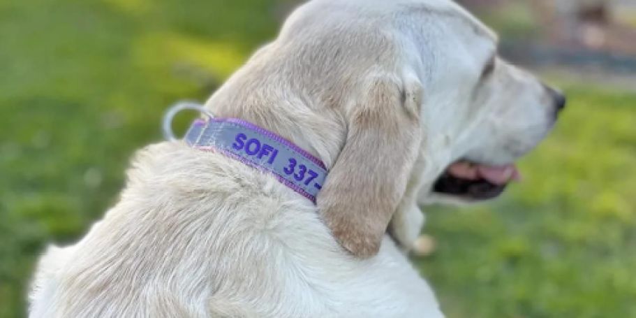 WOW! Personalized Dog Collars Just $5.49 Shipped on Amazon