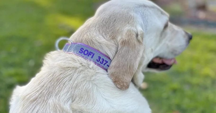 dog wearing Suncliff Reflective Personalized Dog Collar